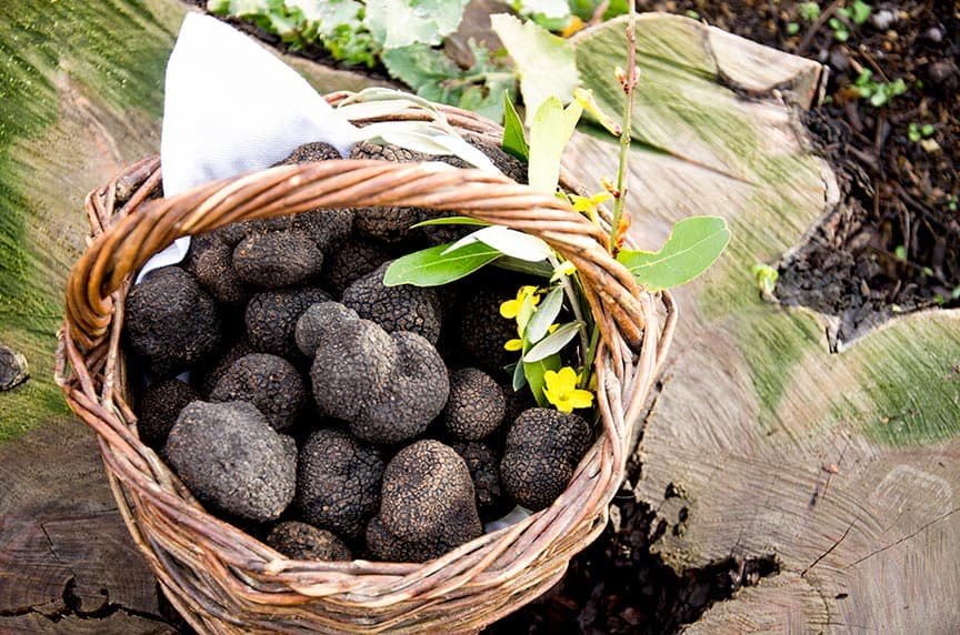 Basket full of truffles for how to make your own truffle oil