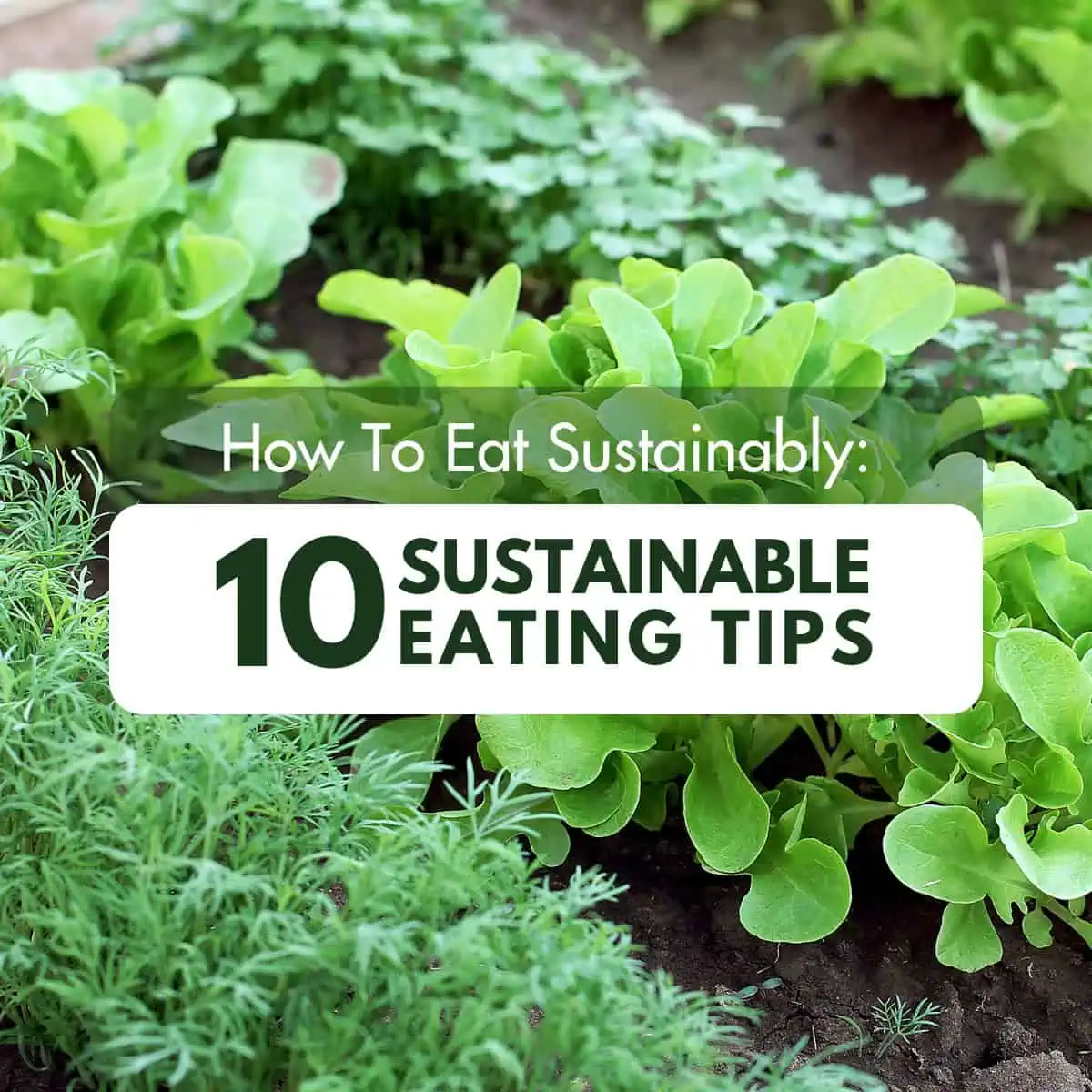 Rows of fresh lettuce and herbs in a garden with the text "10 Sustainable Eating Tips" overlaying the image.